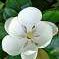 MAGNOLIA grandiflora "FRANCOIS TREYVE"